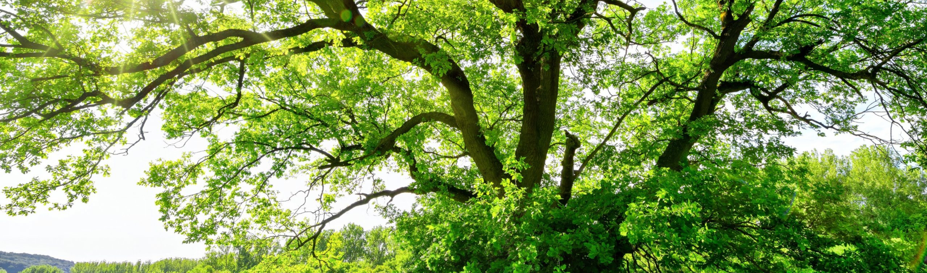 Arbre, l'histoire du bouddhisme de Nichiren et du mouvement Soka