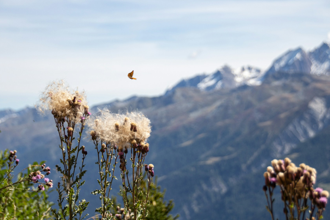 Une philosophie de la vie. [Stefan Lehner /Unsplash-CC]